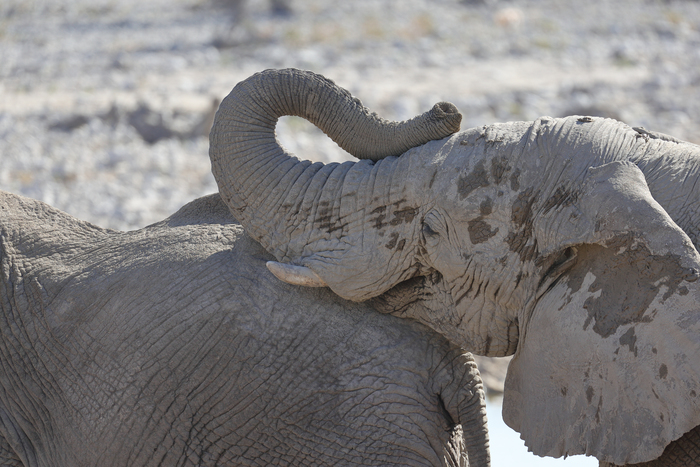 猎豹奔跑壮观,猎豹狂奔