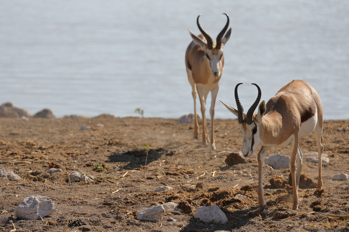 猎豹奔跑壮观,猎豹狂奔
