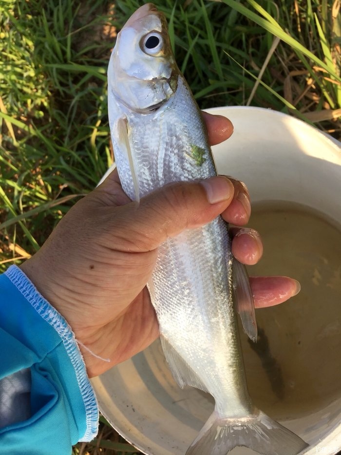 亮片跳底钓鳜鱼,一线多钩钓鳜鱼