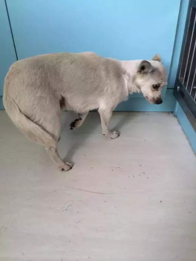 流浪狗被箭射穿违法吗,流浪狗被箭射穿