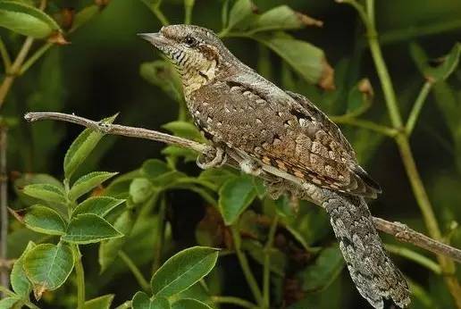 鵟鸟怎么读,鵟字怎么念