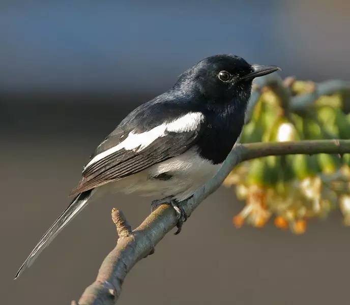 鵟鸟怎么读,鵟字怎么念