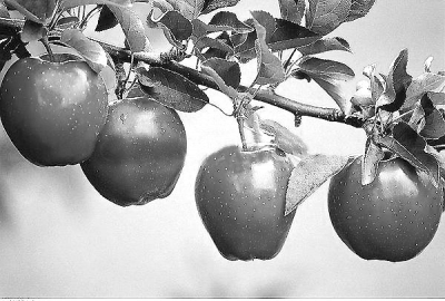 梦见别人被蜜蜂蛰是什么意思,梦见小强是什么前兆