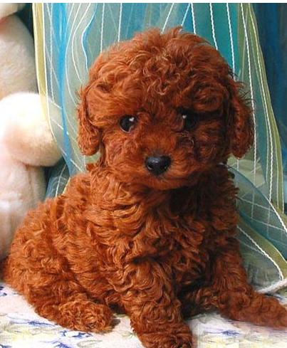 泰迪饲养关注事项,夏天泰迪狗狗生产关注事项