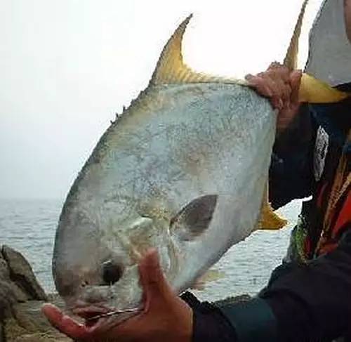 万山岛矶钓钓点,万山岛钓鱼最佳地点