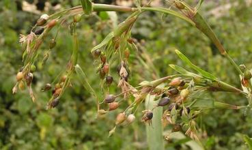 治愈100种癌的植物,发现一种可以治疗癌症的植物