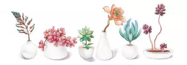 多肉包邮免费送,可爱多肉组合