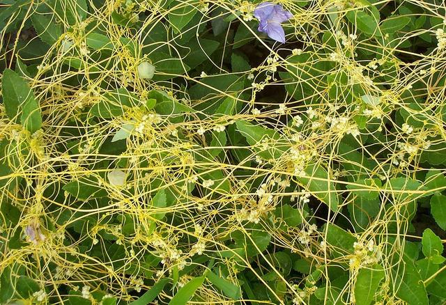 大菟丝子丸和菟丝子丸的区别,大菟丝子丸的配方