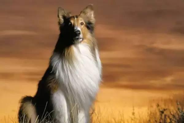 各种狗的身价排行榜,宠物狗什么狗最便宜还好看