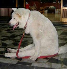 朋友圈动物照片配文,动物搞笑短视频无水印