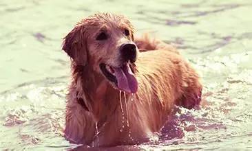 天气热狗狗中暑状态,狗热得好像中暑了咋办