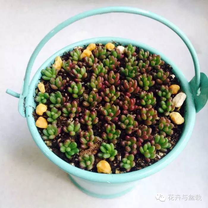 多肉紫色珍珠,多肉紫珍珠的养护