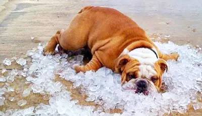 天气热狗狗中暑状态,狗热得好像中暑了咋办