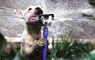 天气热狗狗中暑状态,狗热得好像中暑了咋办