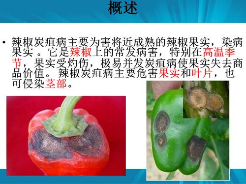 防治朝天椒炭疽病,辣椒炭疽病属于真菌还是细菌