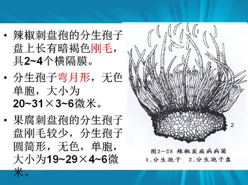 防治朝天椒炭疽病,辣椒炭疽病属于真菌还是细菌