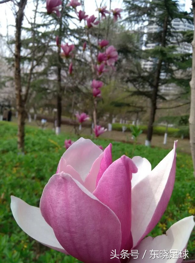 冬亦妖娆夏亦争艳临沂人民公园N分之一角