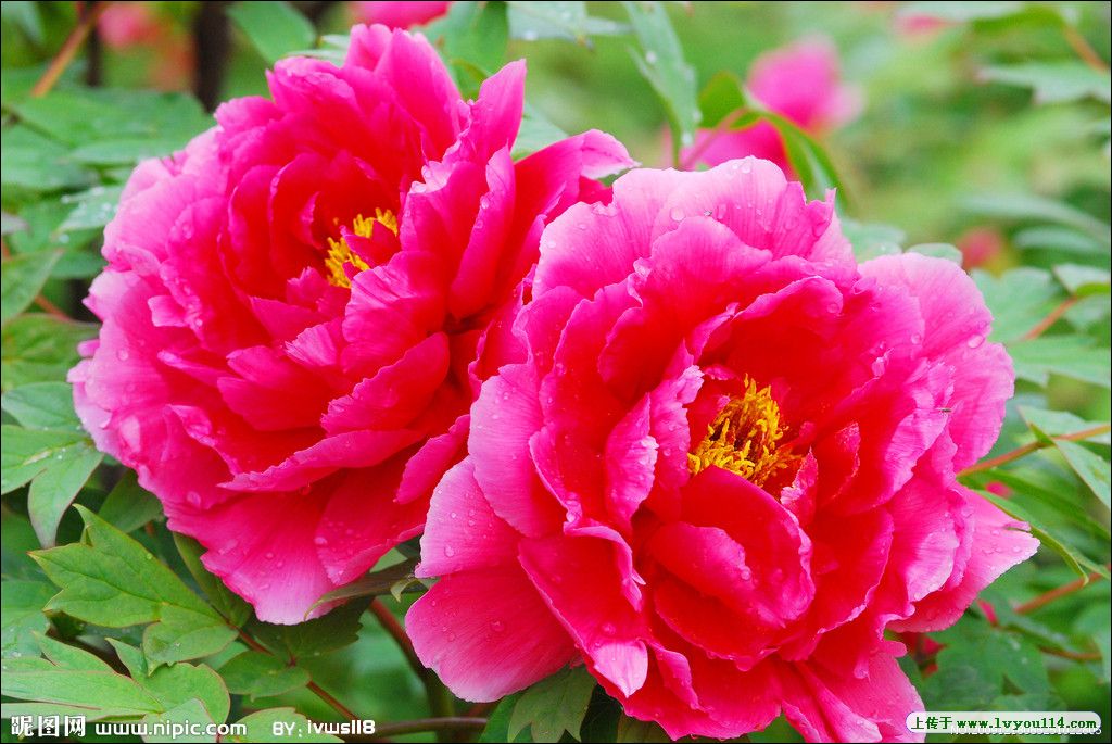 回顾各届奥运圣火,记忆奥运会时间地点口诀