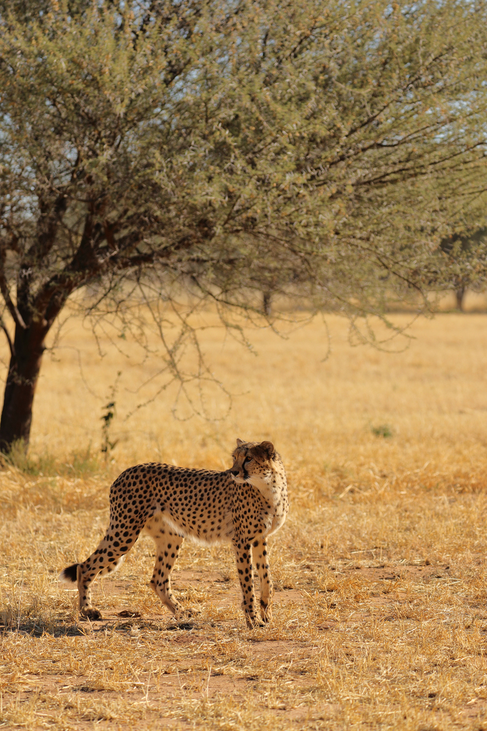 猎豹奔跑壮观,猎豹狂奔