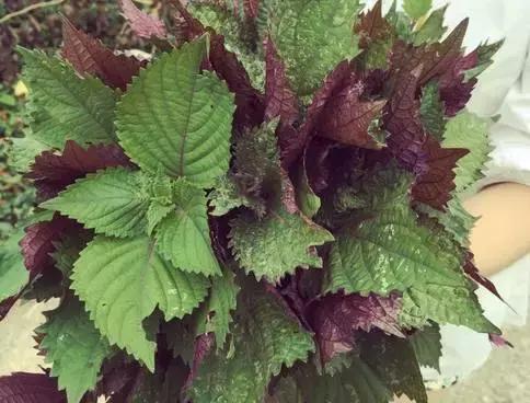 十种阳台中草药好养又实用,清热去火养肝的中草药