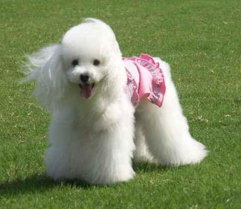 泰迪饲养关注事项,夏天泰迪狗狗生产关注事项