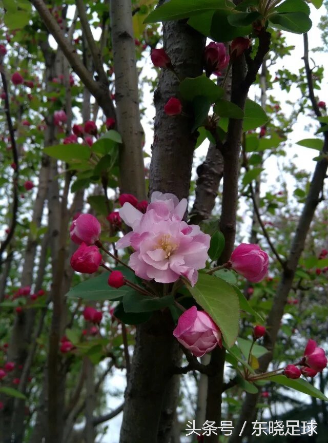 冬亦妖娆夏亦争艳临沂人民公园N分之一角