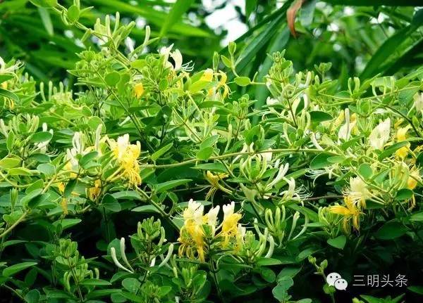 三明市首批企业名单,三明15家企业上榜