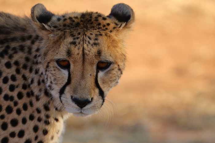 猎豹奔跑壮观,猎豹狂奔