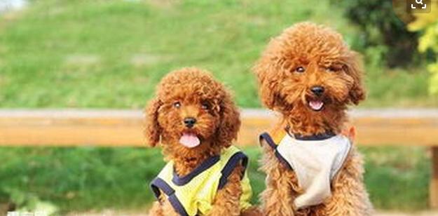 泰迪饲养关注事项,夏天泰迪狗狗生产关注事项