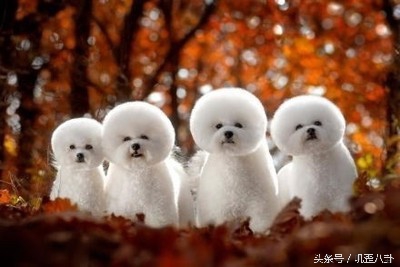 比熊狗狗怀孕啦？铲屎官在高兴之余还要学习如何照顾孕期的狗狗