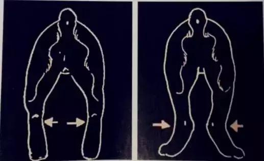 怎样挑选一只好的雪纳瑞犬,如何挑选一只适合家养的雪纳瑞