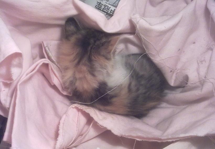 捡到一只濒临死亡的小猫怎么办,晚上回家居然捡到一只猫