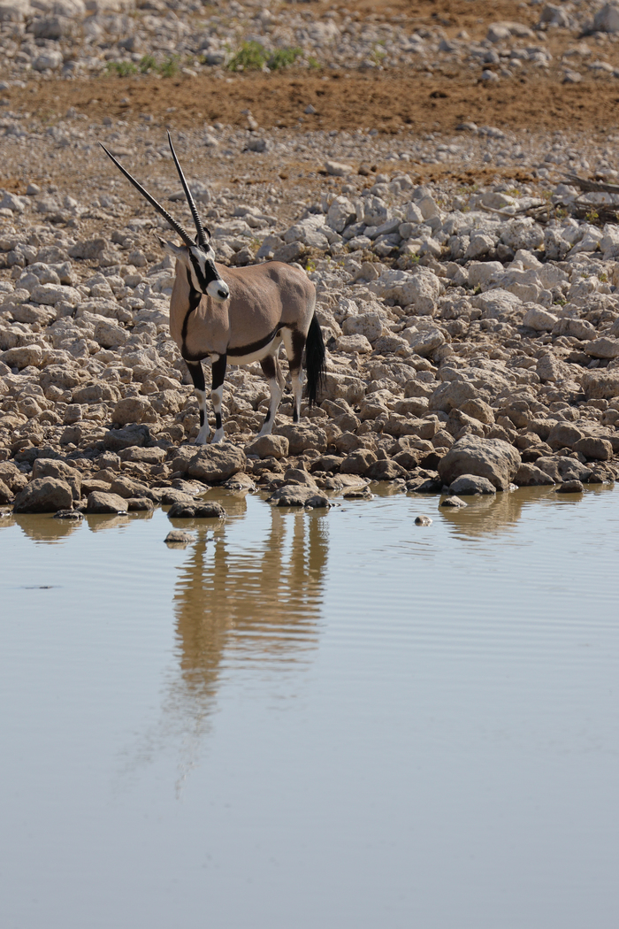 猎豹奔跑壮观,猎豹狂奔
