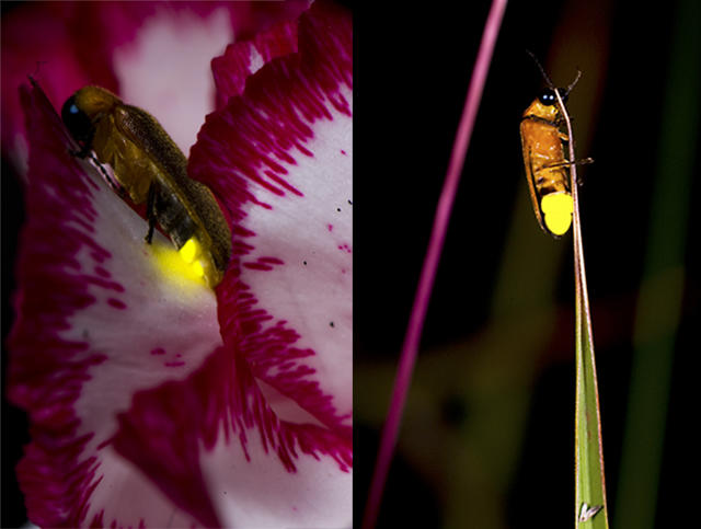 七夕买点萤火虫送TA？救救萤火虫！你的浪漫可能会让它走向灭绝