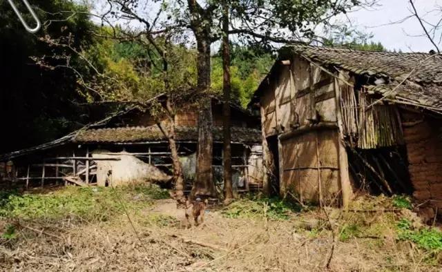 阿里山的姑娘邓禹平,阿里山的姑娘邓禹平结婚了吗