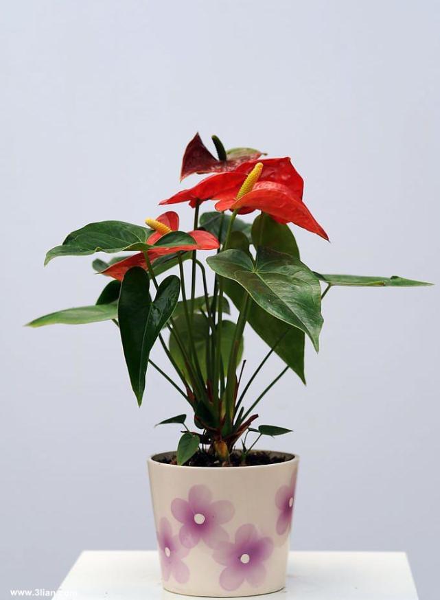 红掌家庭养法,养花大全红掌为什么不开花