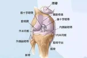 膝盖前后交叉韧带重建后康复教程,关于膝关节前交叉韧带重建