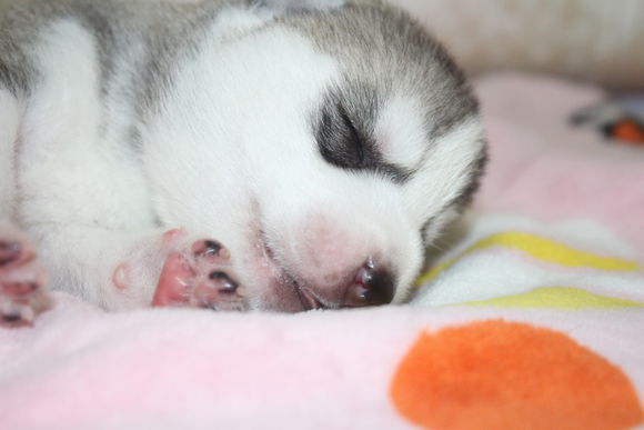 小眼睛的小奶哈，萌翻了，期待长大变大眼帅哥哦。