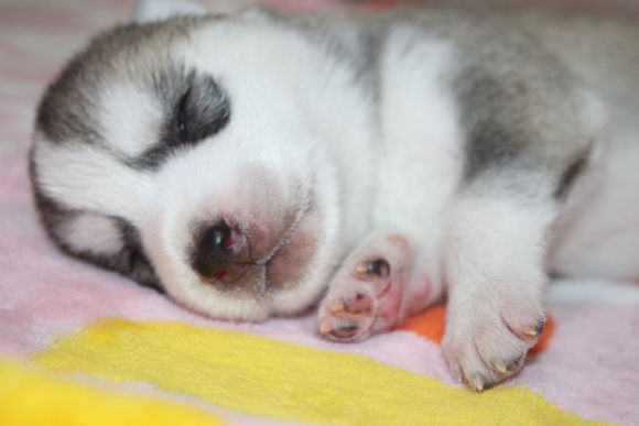 小眼睛的小奶哈，萌翻了，期待长大变大眼帅哥哦。