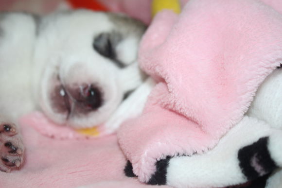 小眼睛的小奶哈，萌翻了，期待长大变大眼帅哥哦。