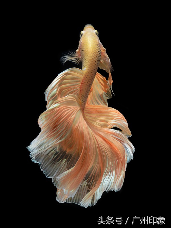 这条鱼让iPhone6s更显灵动，但你知道这是什么鱼吗