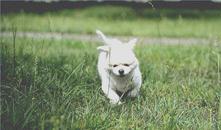 阅狗无数，看铲屎官摄影师如何用宠物来“撩妹”