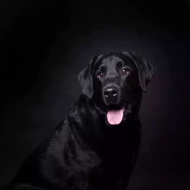 阅狗无数，看铲屎官摄影师如何用宠物来“撩妹”