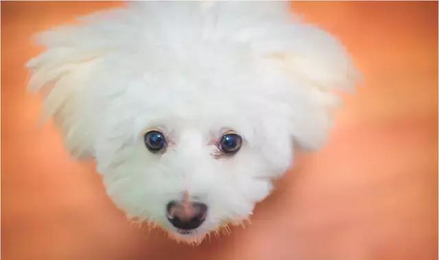 阅狗无数，看铲屎官摄影师如何用宠物来“撩妹”