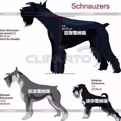 怎样挑选一只好的雪纳瑞犬,如何挑选一只适合家养的雪纳瑞