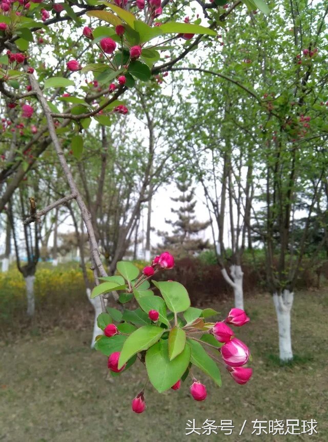 冬亦妖娆夏亦争艳临沂人民公园N分之一角