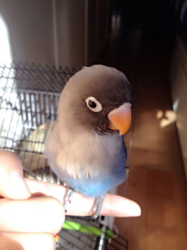 虎皮鹦鹉多少天可以拿出来手养,手养虎皮鹦鹉雏鸟训练教程视频