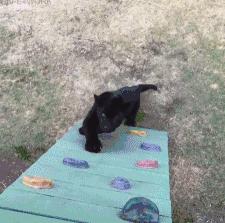 老王来了短视频,老王来了最近视频