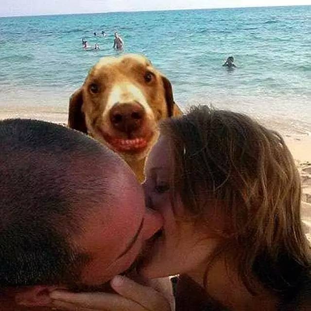 七夕节单身狗千万别出门拍火车,七夕节单身狗做什么