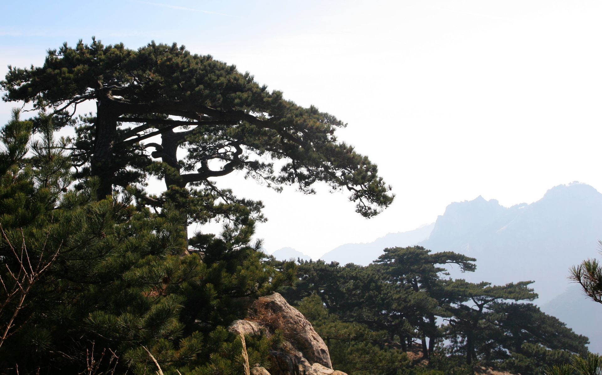 回顾各届奥运圣火,记忆奥运会时间地点口诀